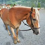 Poltehof * Fiss